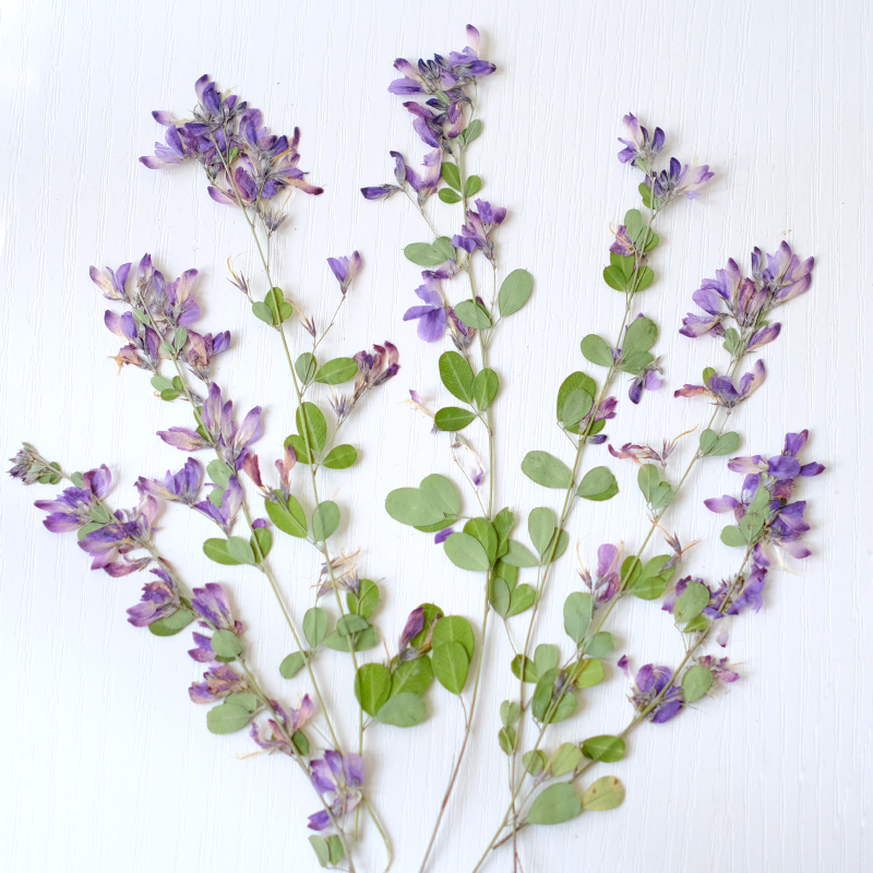 6 pièces, fleurs séchées press - Resin Art Photo Frame avis et prix